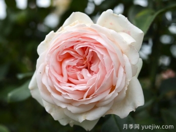 香檳美酒月季，超高顏值勤花芳香