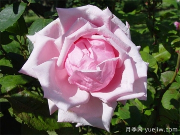 法蘭西月季(France)，世界第一個(gè)雜交茶香現代月季