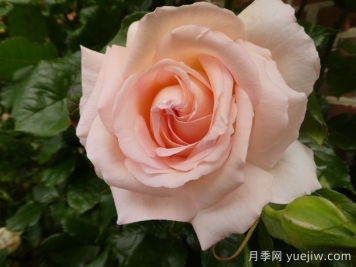 尚多斯美人月季/錢(qián)多斯美人/甜蜜的愛(ài)