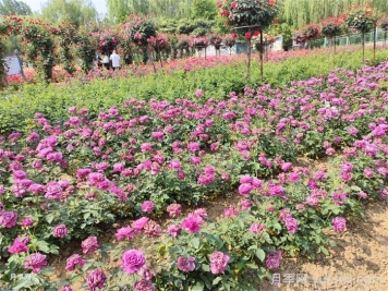 園林景觀(guān)設計中植物色彩的應用
