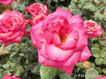 陽(yáng)光一號月季/陽(yáng)光1號