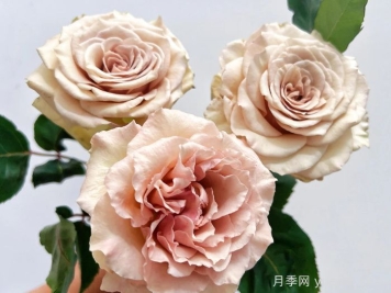 月季推薦，光之翼第九天使月季