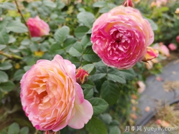 月季推薦，羅曼尼詹森月季