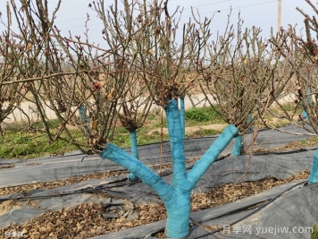 冬季為什么不建議園林施工？有哪些品種可以種植？