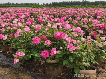 如何實(shí)現園林綠化養護行業(yè)降本增效？