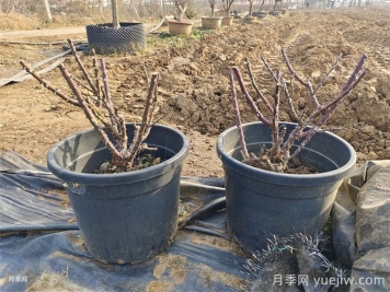 月季花冬季施肥和修剪可以同時(shí)進(jìn)行嗎？