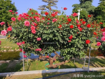 什么是古樹(shù)名木？