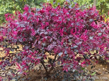 10種富貴長(cháng)壽的花園植物，花園設計必備！