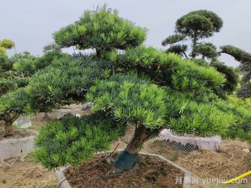 園林工程中針葉樹(shù)的應用價(jià)值和品種推薦