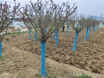 園林植物整形修剪的時(shí)期、實(shí)操步驟和技法運用
