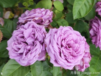 春天如何選購好花卉？選購春季花卉技巧有哪些？