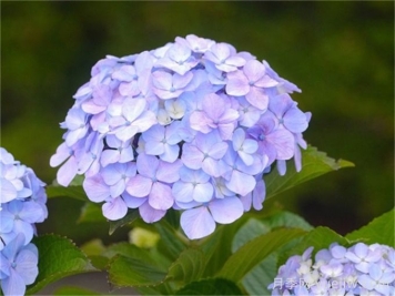 秋季繡球花養護攻略