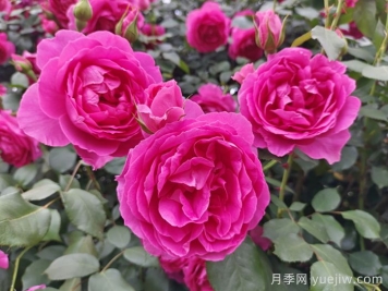 6種復花能力強的藤本月季，爬藤開(kāi)花機器