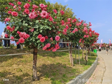 苗木栽植過(guò)深的原因、影響及解決思路