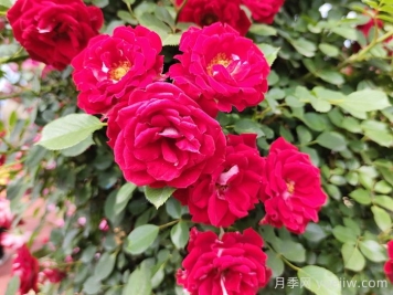 中國古典園林中常栽的五類(lèi)樹(shù)木