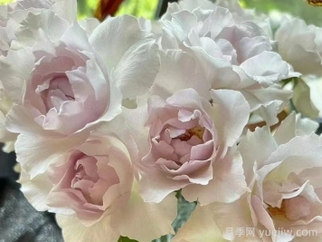 月季推薦，莎菲天使月季