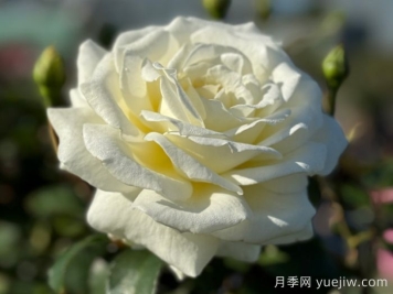 月季推薦，銀婚慶典月季