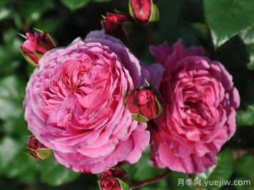 日本河本純子培育有哪些月季品種？