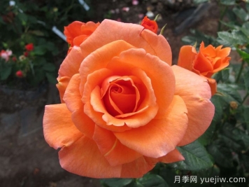 英國皇家園藝學(xué)會(huì )(RHS ROTY)年度月季品種介紹