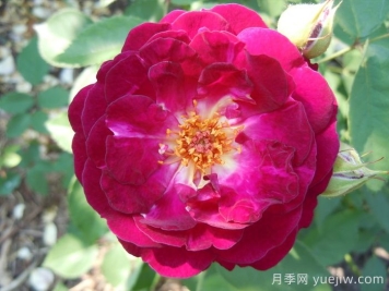 靛藍騎士月季