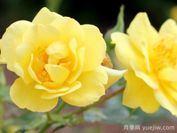 奧索易檸檬熱情/檸檬樂(lè )趣