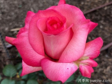 光線(xiàn)雷月季