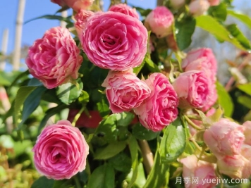 花友決定淘汰4個(gè)月季品種，養花路上你放棄什么？