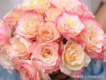 月季推薦，六翼天使月季