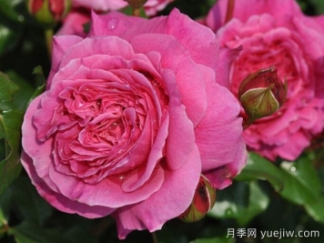 月季推薦，神仆天使阿比迪月季?