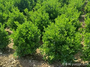 四種常綠籬在園林景觀(guān)營(yíng)造中的應用和配置