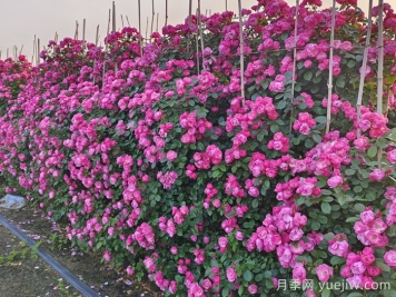 籬植在園林景觀(guān)中的應用類(lèi)型和植物配置