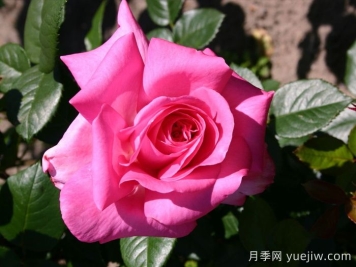 淑女月季/愛(ài)奧尼亞