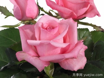 迷人的朱比莉月季/歡樂(lè )慶典月季