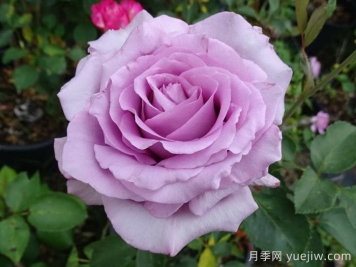 藍色女孩月季/科隆狂歡節