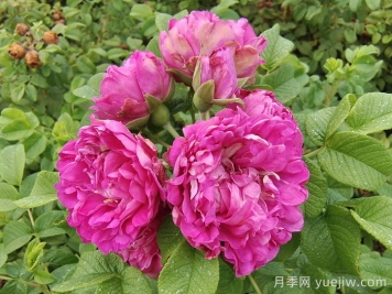 紫花重瓣玫瑰，開(kāi)花艷麗花果都能吃