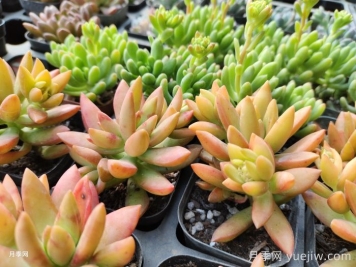 如何才能養好多肉植物？