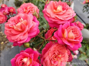 常見(jiàn)花卉的花語(yǔ)，不同節日的送花選擇