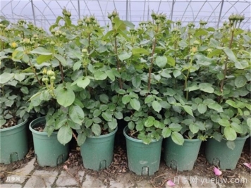 冬天月季的花苞要剪掉嗎？
