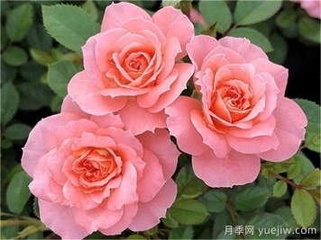月季推薦，三文魚(yú)陽(yáng)臺月季