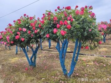 大冠幅樹(shù)樁月季移栽時(shí)為什么要先進(jìn)行修剪？