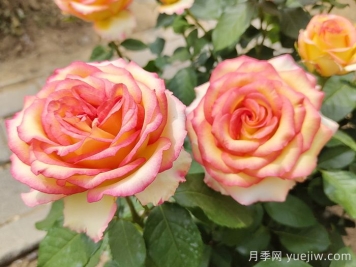 匯總558種常見(jiàn)園林植物，趕快收藏