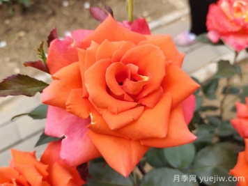 玫瑰，浪漫之花