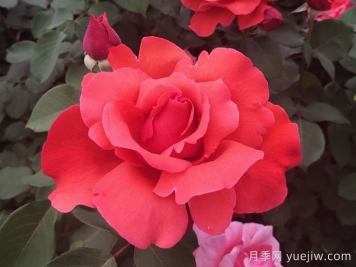 中國十大名花有哪些？