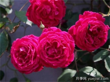 古老月季推薦，軟香紅月季
