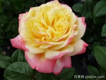 慶典月季推薦，科德斯慶典月季