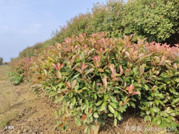2025年紅葉石楠銷(xiāo)路及價(jià)格如何？