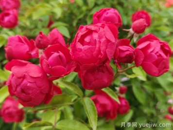 紅木香，是月季還是木香