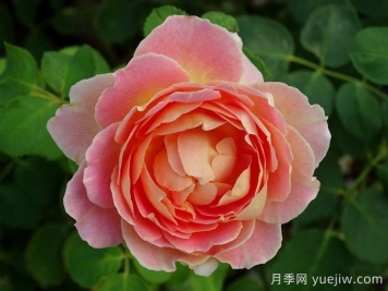 樂(lè )在陽(yáng)光月季/嬉晴/陽(yáng)光下的樂(lè )趣