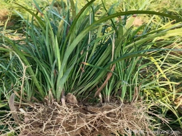 推薦11種庭院綠化常見(jiàn)地被植物