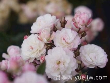 超微月季推薦，雪瑩月季